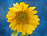 Sunflower and wet brush effect